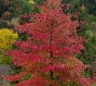 20091011_Aubonne_Arboretum_006.jpg