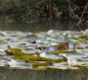 20091011_Aubonne_Arboretum_021.jpg